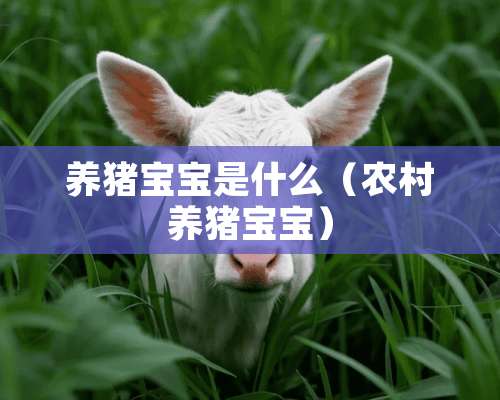 养猪宝宝是什么（农村养猪宝宝）