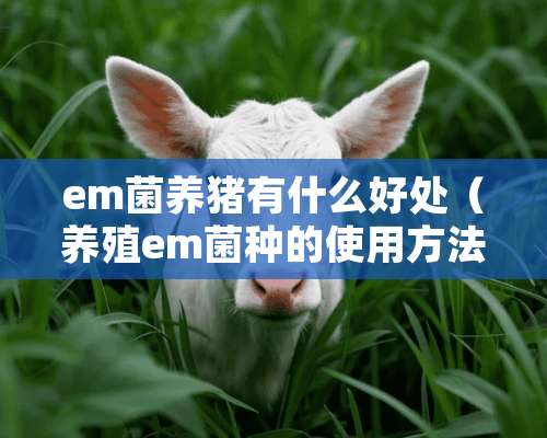 em菌养猪有什么好处（养殖em菌种的使用方法）