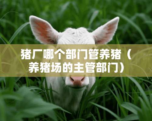 猪厂哪个部门管养猪（养猪场的主管部门）