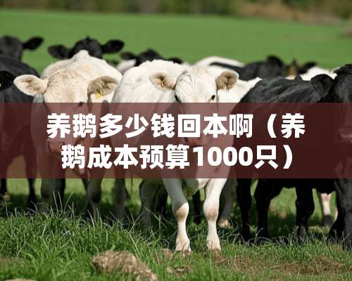 养鹅多少钱回本啊（养鹅成本预算1000只）