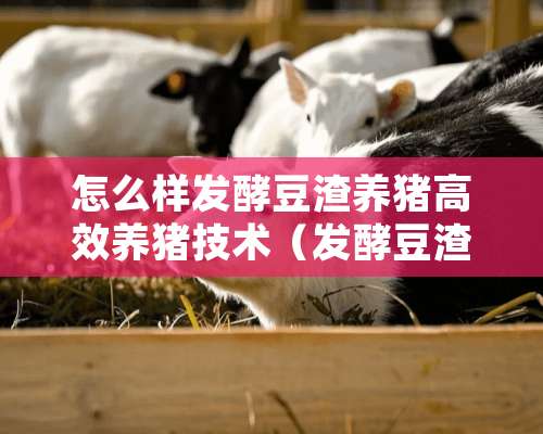 怎么样发酵豆渣养猪高效养猪技术（发酵豆渣做肥料的技术）