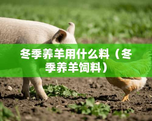 冬季养羊用什么料（冬季养羊饲料）