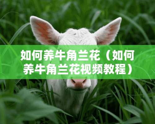 如何养牛角兰花（如何养牛角兰花视频教程）