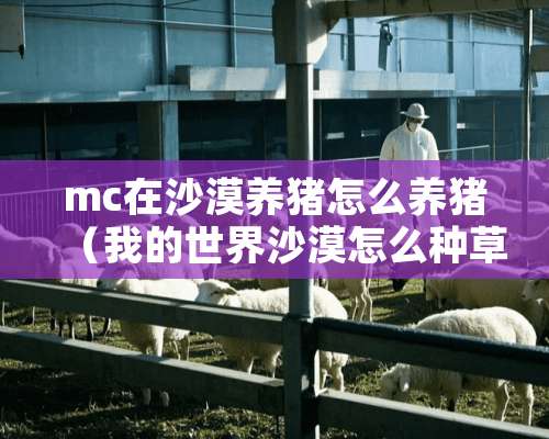 mc在沙漠养猪怎么养猪（我的世界沙漠怎么种草）