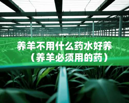 养羊不用什么药水好养（养羊必须用的药）