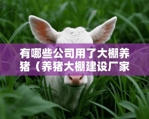 有哪些公司用了大棚养猪（养猪大棚建设厂家）