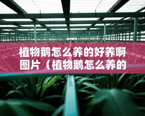 植物鹅怎么养的好养啊图片（植物鹅怎么养的好养啊图片大全）