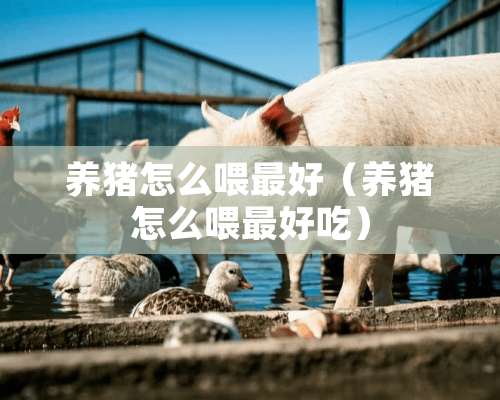 养猪怎么喂最好（养猪怎么喂最好吃）