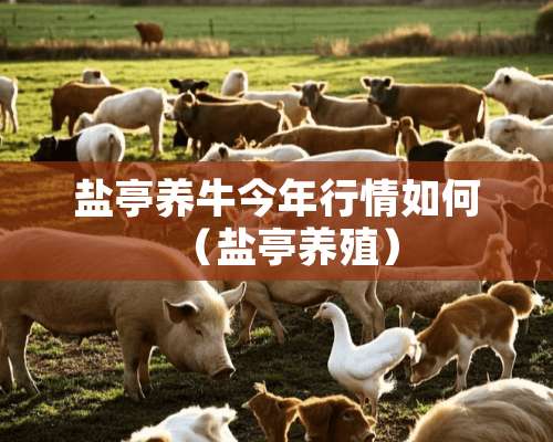 盐亭养牛今年行情如何（盐亭养殖）