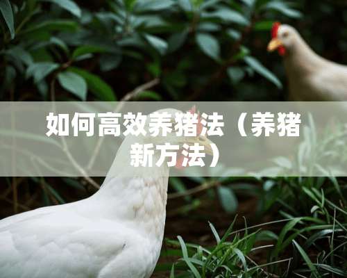 如何高效养猪法（养猪新方法）