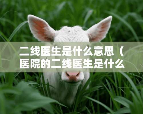 二线医生是什么意思（医院的二线医生是什么意思）