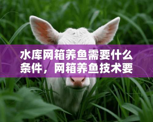 水库网箱养鱼需要什么条件，网箱养鱼技术要点