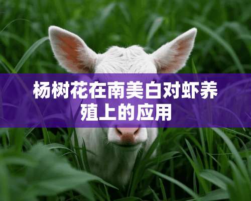 杨树花在南美白对虾养殖上的应用