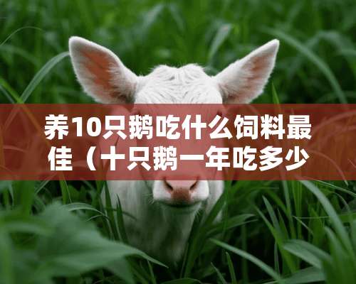 养10只鹅吃什么饲料最佳（十只鹅一年吃多少）