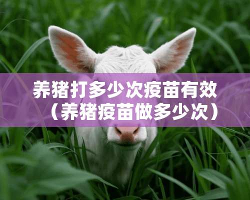 养猪打多少次疫苗有效（养猪疫苗做多少次）