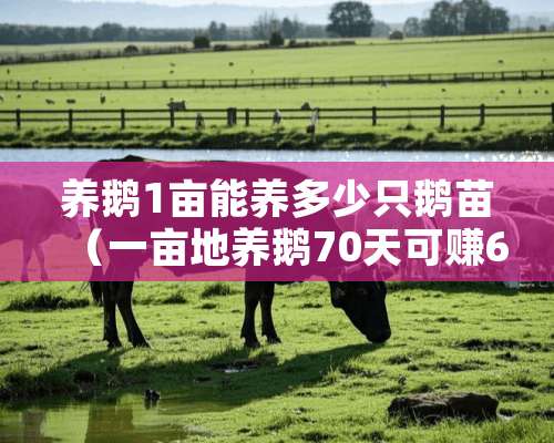 养鹅1亩能养多少只鹅苗（一亩地养鹅70天可赚6万）