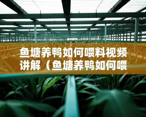 鱼塘养鸭如何喂料视频讲解（鱼塘养鸭如何喂料视频讲解教程）