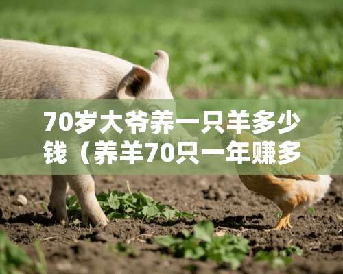 70岁大爷养一只羊多少钱（养羊70只一年赚多少钱）