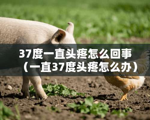 37度一直头疼怎么回事（一直37度头疼怎么办）