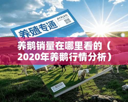 养鹅销量在哪里看的（2020年养鹅行情分析）