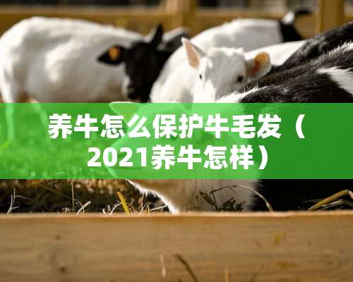 养牛怎么保护牛毛发（2021养牛怎样）