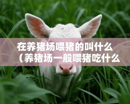 在养猪场喂猪的叫什么（养猪场一般喂猪吃什么）