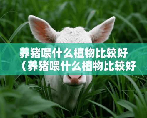 养猪喂什么植物比较好（养猪喂什么植物比较好呢）