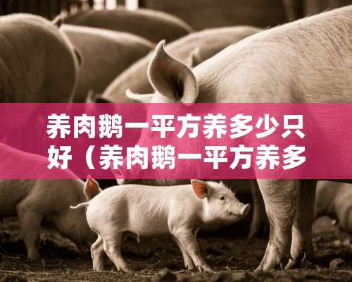 养肉鹅一平方养多少只好（养肉鹅一平方养多少只好养）