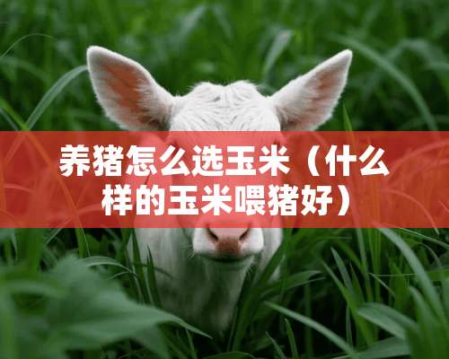 养猪怎么选玉米（什么样的玉米喂猪好）