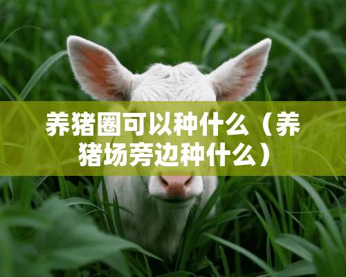 养猪圈可以种什么（养猪场旁边种什么）