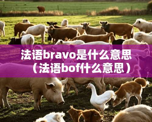 法语bravo是什么意思（法语bof什么意思）