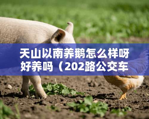 天山以南养鹅怎么样呀好养吗（202路公交车线）