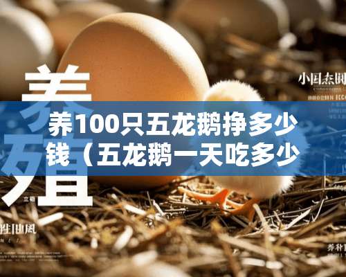 养100只五龙鹅挣多少钱（五龙鹅一天吃多少饲料）