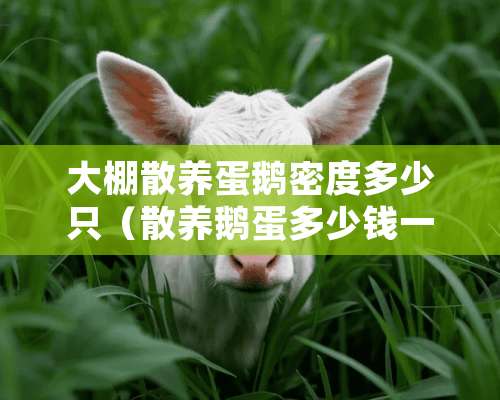 大棚散养蛋鹅密度多少只（散养鹅蛋多少钱一斤）