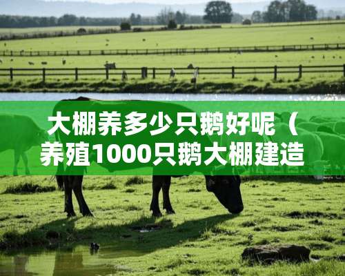 大棚养多少只鹅好呢（养殖1000只鹅大棚建造价格）