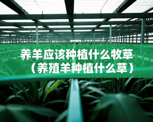 养羊应该种植什么牧草（养殖羊种植什么草）