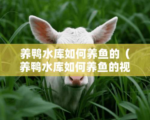 养鸭水库如何养鱼的（养鸭水库如何养鱼的视频教程）