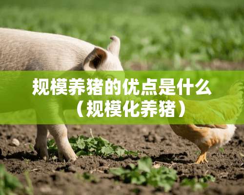 规模养猪的优点是什么（规模化养猪）