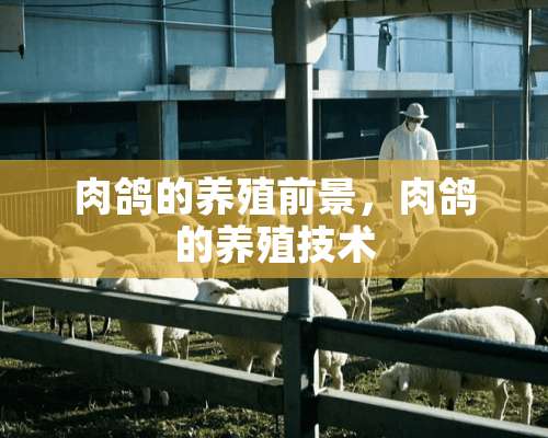 肉鸽的养殖前景，肉鸽的养殖技术