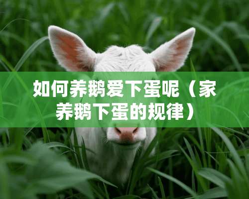 如何养鹅爱下蛋呢（家养鹅下蛋的规律）