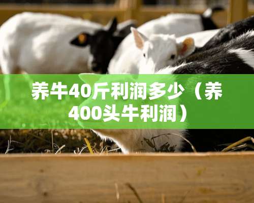 养牛40斤利润多少（养400头牛利润）