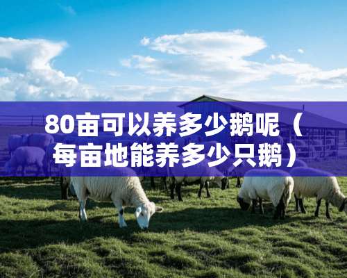 80亩可以养多少鹅呢（每亩地能养多少只鹅）