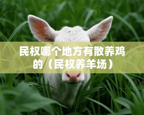 民权哪个地方有散养鸡的（民权养羊场）