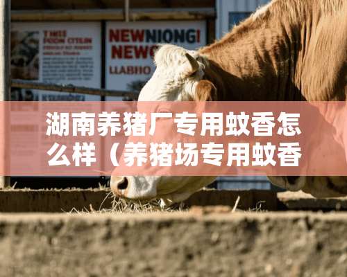 湖南养猪厂专用蚊香怎么样（养猪场专用蚊香）