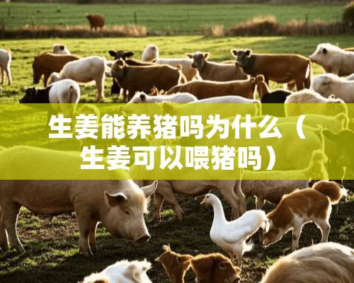 生姜能养猪吗为什么（生姜可以喂猪吗）