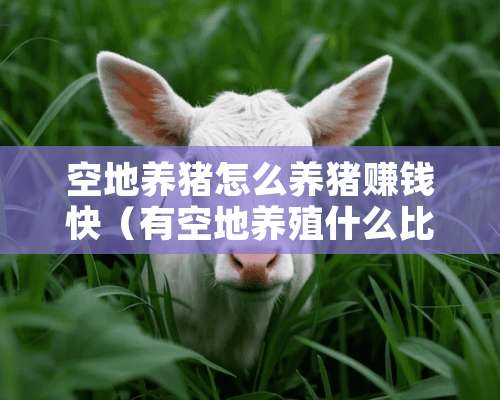 空地养猪怎么养猪赚钱快（有空地养殖什么比较好）