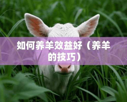 如何养羊效益好（养羊的技巧）