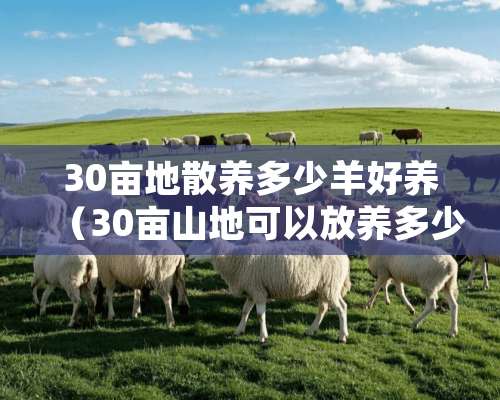 30亩地散养多少羊好养（30亩山地可以放养多少只羊）