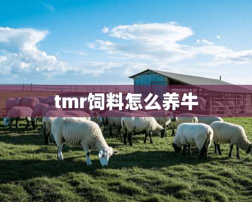 tmr饲料怎么养牛