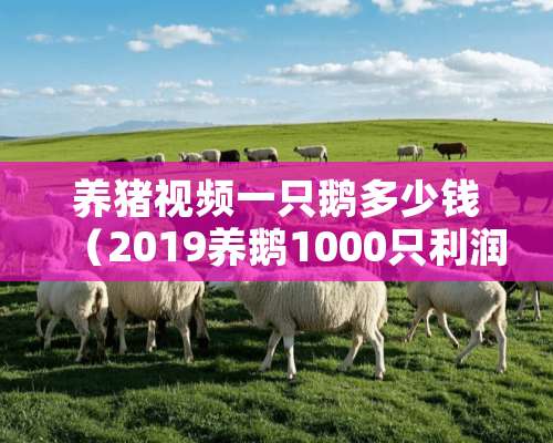 养猪视频一只鹅多少钱（2019养鹅1000只利润和成本）